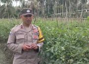 Sukseskan Program Ketahanan Pangan, Bhabinkamtibmas Polsek Ampana Kota Kunjungi Kelompok Tani di Kelurahan Dondo