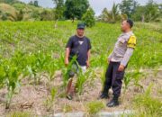 Sukseskan Program Ketahanan Pangan, Bhabinkamtimas Polres Touna Rutin Kunjungi Lahan Warga