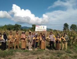 Bhabinkamtibmas Polsek Ampana Kota Dampingi Panen Jagung, Wujud Sinergi Polri dan Petani