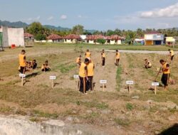 Polres Touna Budidaya Tanaman Buah Nanas Manfaatkan Lahan Kosong