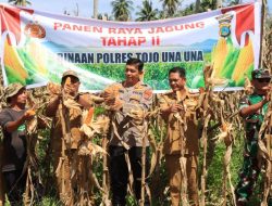 Panen Raya Jagung Tahap II Binaan Polres Touna Hasilkan 10 Ton Jagung