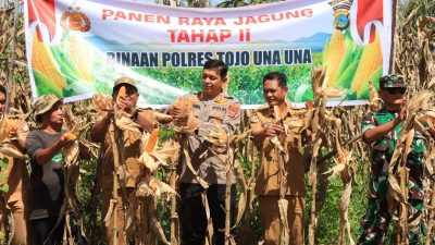 Panen Raya Jagung Tahap II Binaan Polres Touna Hasilkan 10 Ton Jagung