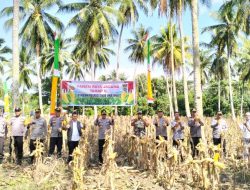 Panen Raya Jagung Tahap II Binaan Polres Touna, Polres Touna Dukung Program Presiden RI