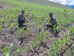 Wujud Dukungan Polri, Kapolsek Ulubongka Cek Lokasi Penanaman Jagung Serentak di Borneang