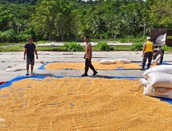 Pastikan Ketersediaan Pangan, Kapolsek Ulubongka Cek Langsung Stok Jagung