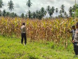 Polsek Ampana Kota Dukung Ketahanan Pangan dengan Cek Langsung Lahan Jagung Warga