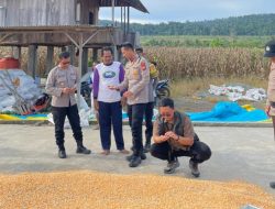 Kolaborasi untuk Petani, Polres Touna dan Bulog Kawal Penyerapan Jagung