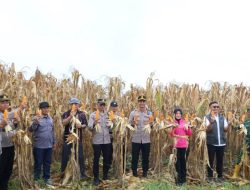 Sinergi Polri-Bulog di Touna: 3 Ton Jagung Petani Langsung Diserap Negara