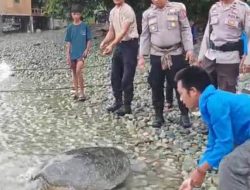 Apresiasi Kesadaran Warga, Satpolairud Touna Amankan dan Lepas Penyu Lekang