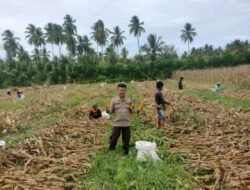 Aksi Nyata Polri Dukung Swasembada Pangan di Ratolindo