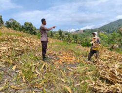 Dukung Ketahanan Pangan, Polsek Ulubongka Kawal Proses Panen Jagung di Desa Bonevoto
