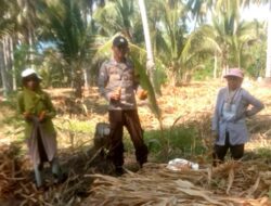 Polsek Ampana Tete Dampingi Panen Jagung di Bantuga dan Borone, Dorong Penyerapan ke Bulog