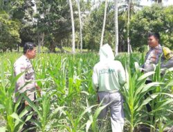 Kapolsek Ampana Tete Kawal Langsung Program Ketahanan Pangan di Desa Pusungi