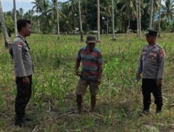 Potensi Panen 7 Ton, Kapolsek Ampana Kota Imbau Petani Jual Jagung ke Bulog