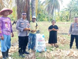 Pastikan Hasil Panen Melimpah, Polsek Ampana Kota Tinjau Lahan Jagung Seluas 2 Hektar