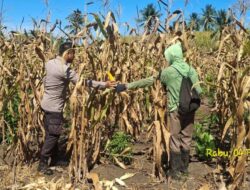 Lahan 2 Hektar Mulai Dipanen, Kapolsek Tojo Ajak Warga Terus Tingkatkan Produksi Jagung