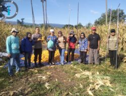 Pantau Panen di Desa Bahari, Kapolsek Tojo Targetkan 2,5 Ton Jagung per Setengah Hektar