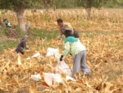 Hadir di Sawah dan Ladang, Bhabinkamtibmas Polres Touna Motivasi Petani Wujudkan Kemandirian Pangan