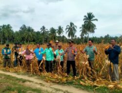 Sukseskan Ketahanan Pangan, BUMDes Sabulira Toba Panen Raya Jagung dari Dana Desa