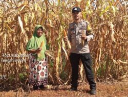 Polsek Tojo Pantau Panen Jagung di Desa Uekuli, Dukung Program Ketahanan Pangan Nasional