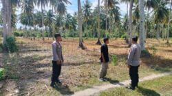 Dari Bibit 15 Kg Menjadi 5 Ton, Kapolsek Ampana Kota Tinjau Keberhasilan Petani Buntongi