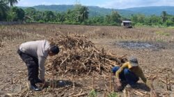 Polsek Tojo Turun Tangan, Pastikan Program Ketahanan Pangan Bukan Sekadar Wacana