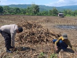 Polsek Tojo Turun Tangan, Pastikan Program Ketahanan Pangan Bukan Sekadar Wacana