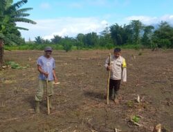 Polsek Ampana Tete Tanam 30 Kg Bibit Jagung di Lahan Poktan Maju Bersama