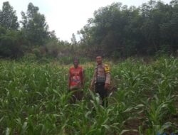 Polres Touna Intensifkan Pengecekan Lahan Jagung di Berbagai Wilayah