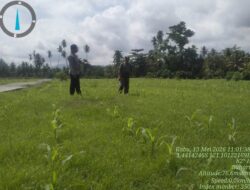 Polres Tojo Una-Una Intensifkan Pendampingan Ketahanan Pangan Melalui Pengecekan Lahan Jagung