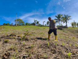 Kawal Program Pangan Nasional, Jajaran Polres Touna Cek Lahan Jagung