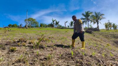 Kawal Program Pangan Nasional, Jajaran Polres Touna Cek Lahan Jagung