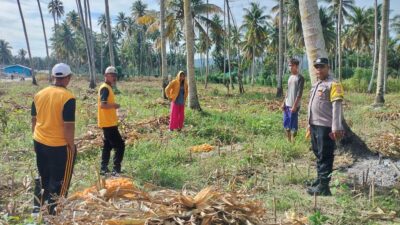 Kapolsek Ampana Kota Dorong Produktivitas Jagung Petani