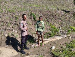 Polsek Ulubongka Dorong Swasembada Pangan Lewat Pendampingan Petani Jagung