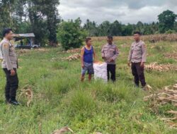 Kapolsek Ampana Kota Dorong Ketahanan Pangan Lewat Panen Jagung