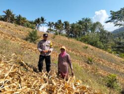 Polsek Ulubongka Cek Tanaman Jagung di Desa Bonevoto, Dukung Ketahanan Pangan