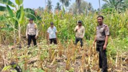 Implementasi “Polisi Peduli Pangan”, Kabag SDM Polres Touna Dorong Pemanfaatan Lahan Tidur Jadi Produktif